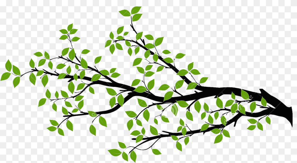 Branch Tree Drawing Royalty Free Branch Download Tree Branch Free, Leaf, Plant, Green, Art Png Image