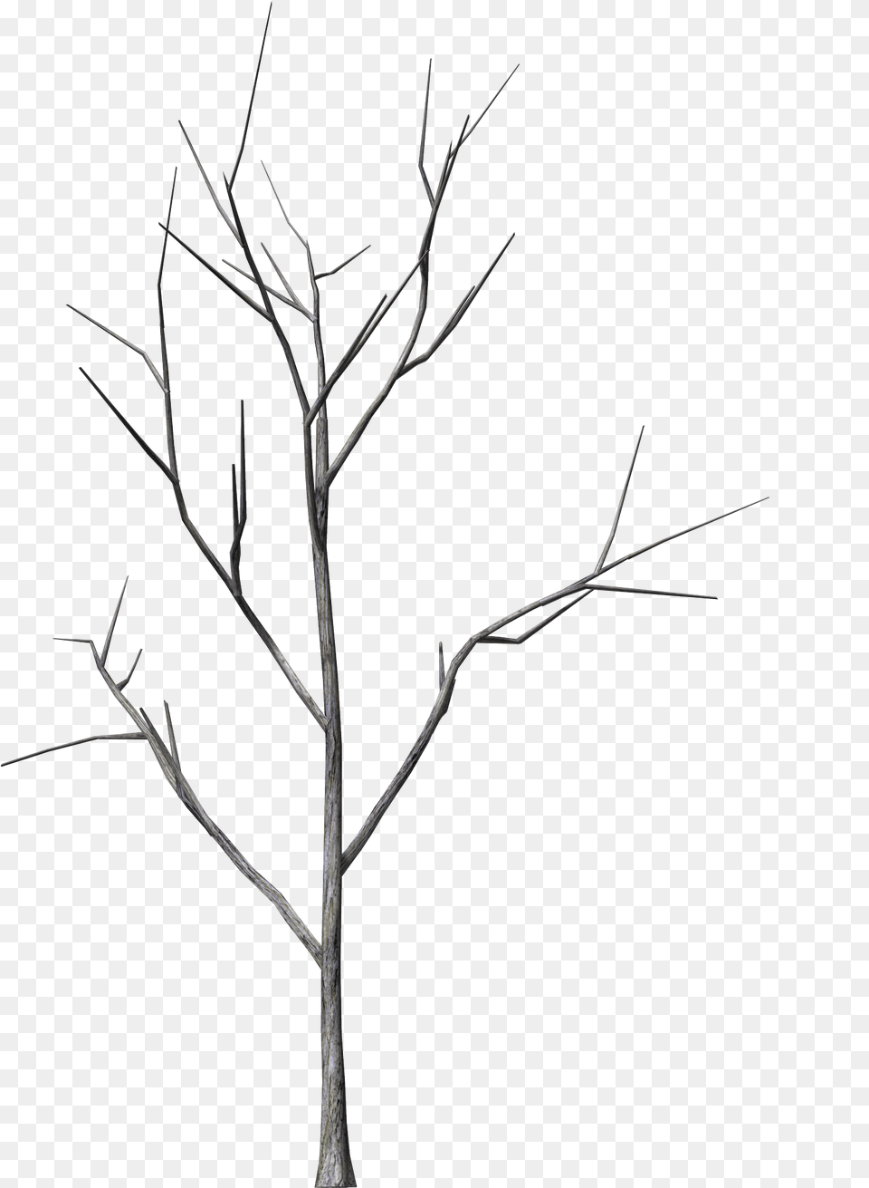 Branch Tree Hq Photo Line Art, Plant, Nature, Night, Outdoors Free Png