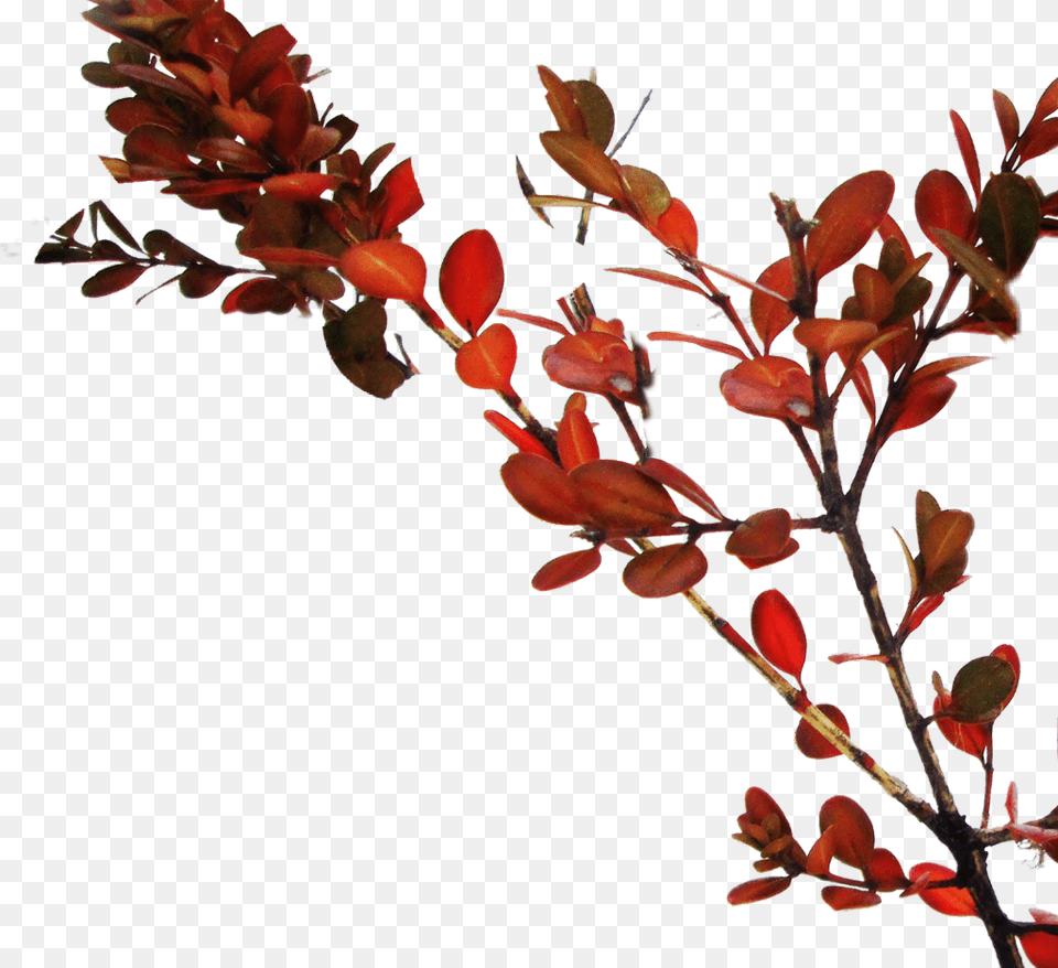 Branch Tree Red Leaves Ilex Vomitoria, Acanthaceae, Flower, Petal, Plant Png