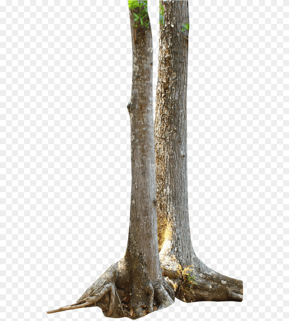 Branch Tree Trunk Clipart Long Tree Trunks, Plant, Tree Trunk, Root Free Transparent Png