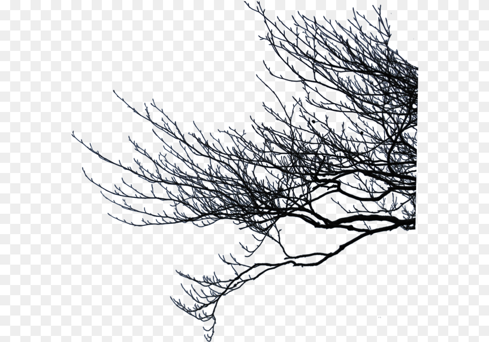 Branch Twig Stick Tree Trees Forest Ftestickers Tree Branches Background, Frost, Ice, Nature, Outdoors Png