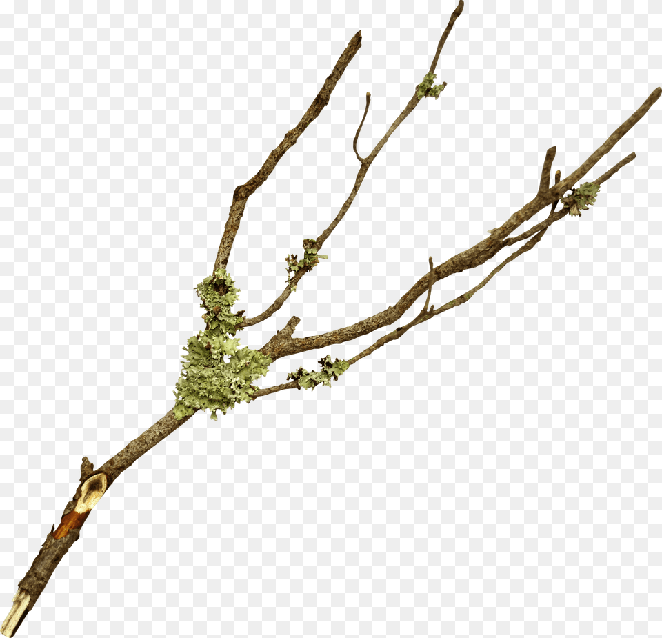 Branch Twig Tree Leaf Branch, Plant, Flower, Flower Arrangement, Ikebana Png