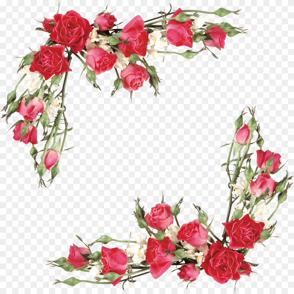 Branch Vector Rose Flower Rose Border Design Free Png