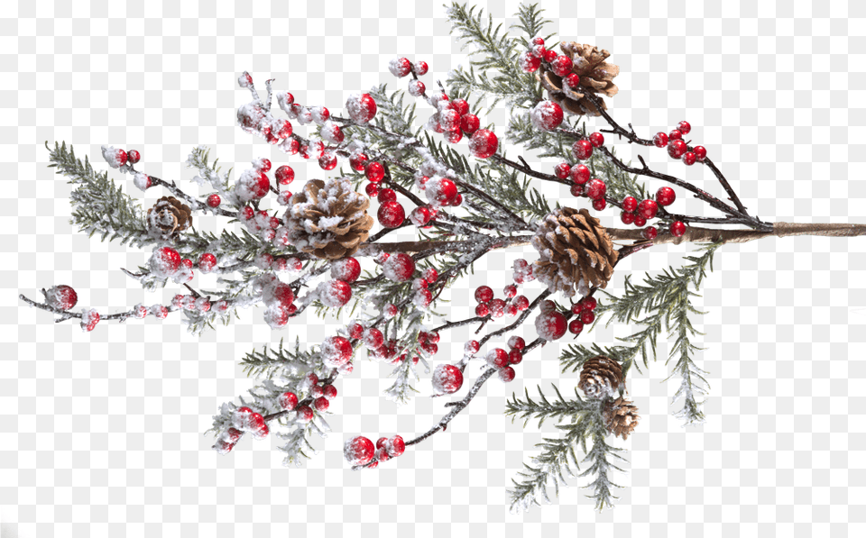 Branch With Frosted Red Berries And Pine Cones Red Berries Branch, Weather, Plant, Outdoors, Nature Free Png Download
