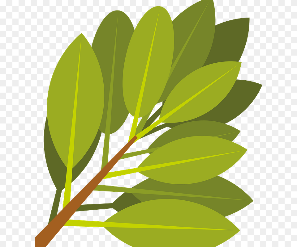 Branch With Green Leaves Clipart, Herbal, Herbs, Leaf, Plant Free Png Download