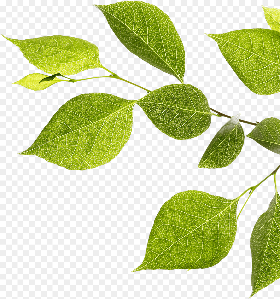 Branch With Green Leaves Twig, Leaf, Plant, Tree, Annonaceae Png Image