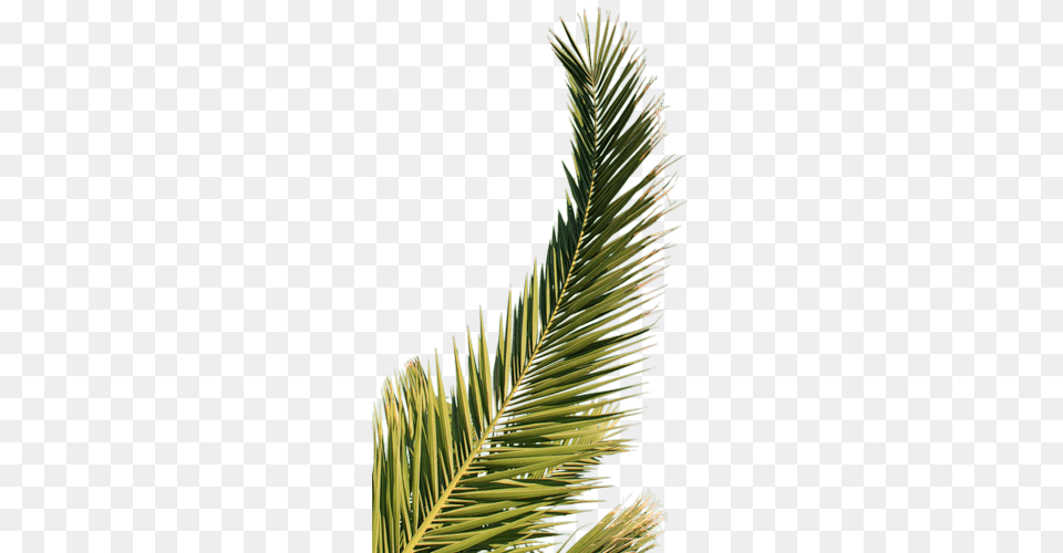 Branche De Palmier Feuille De Palmier, Conifer, Fir, Leaf, Plant Free Png