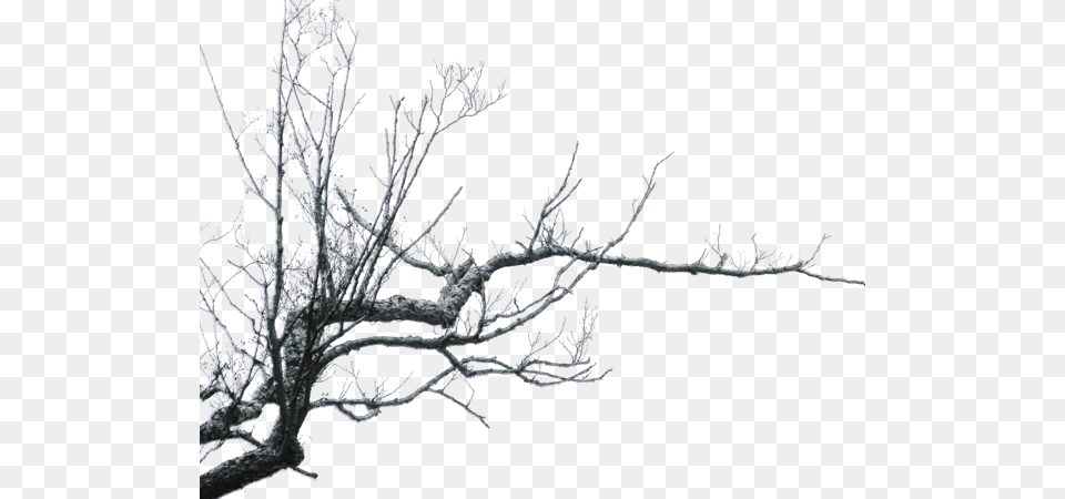 Branches, Frost, Ice, Nature, Outdoors Png Image