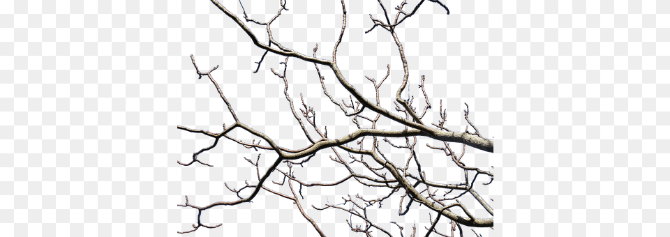Branches Frost, Ice, Nature, Outdoors Free Png Download