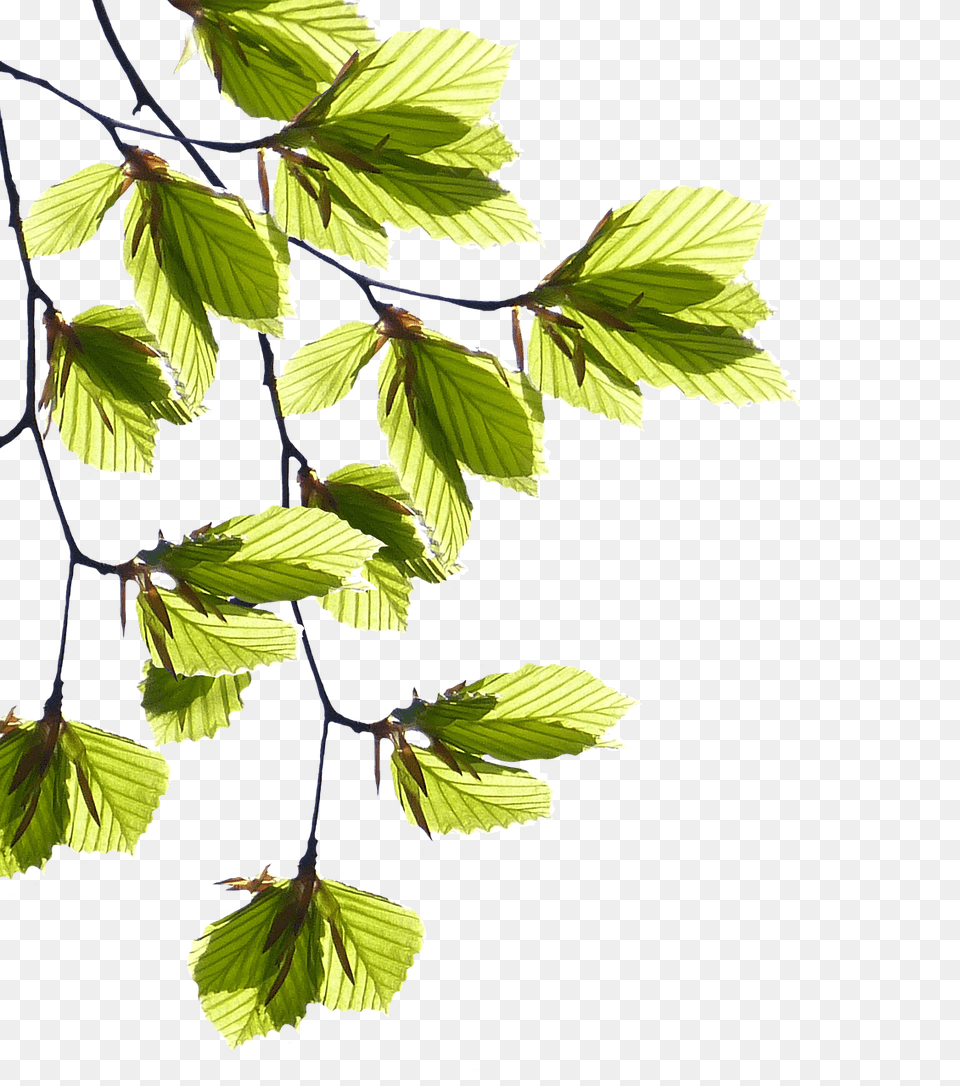 Branches Leaf, Plant, Tree Png Image