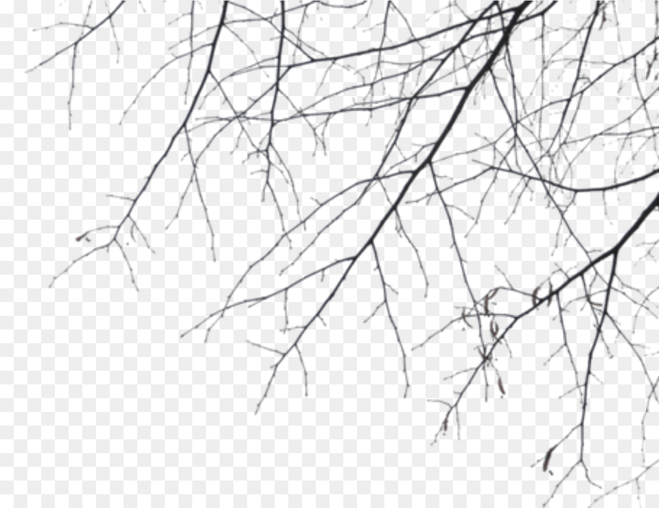Branches Branches, Ice, Nature, Night, Outdoors Png Image