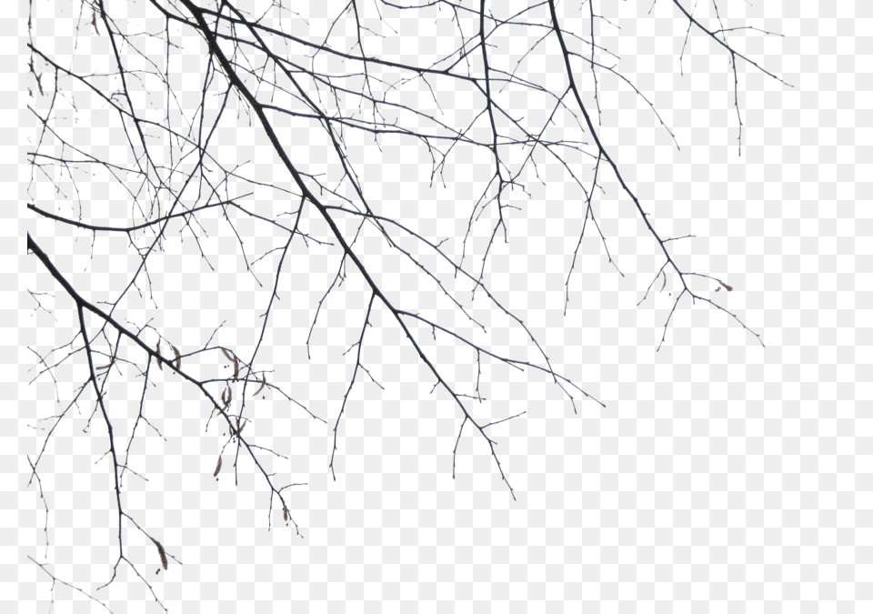 Branches By Simf333onic D355iva Portable Network Graphics, Frost, Ice, Nature, Night Png