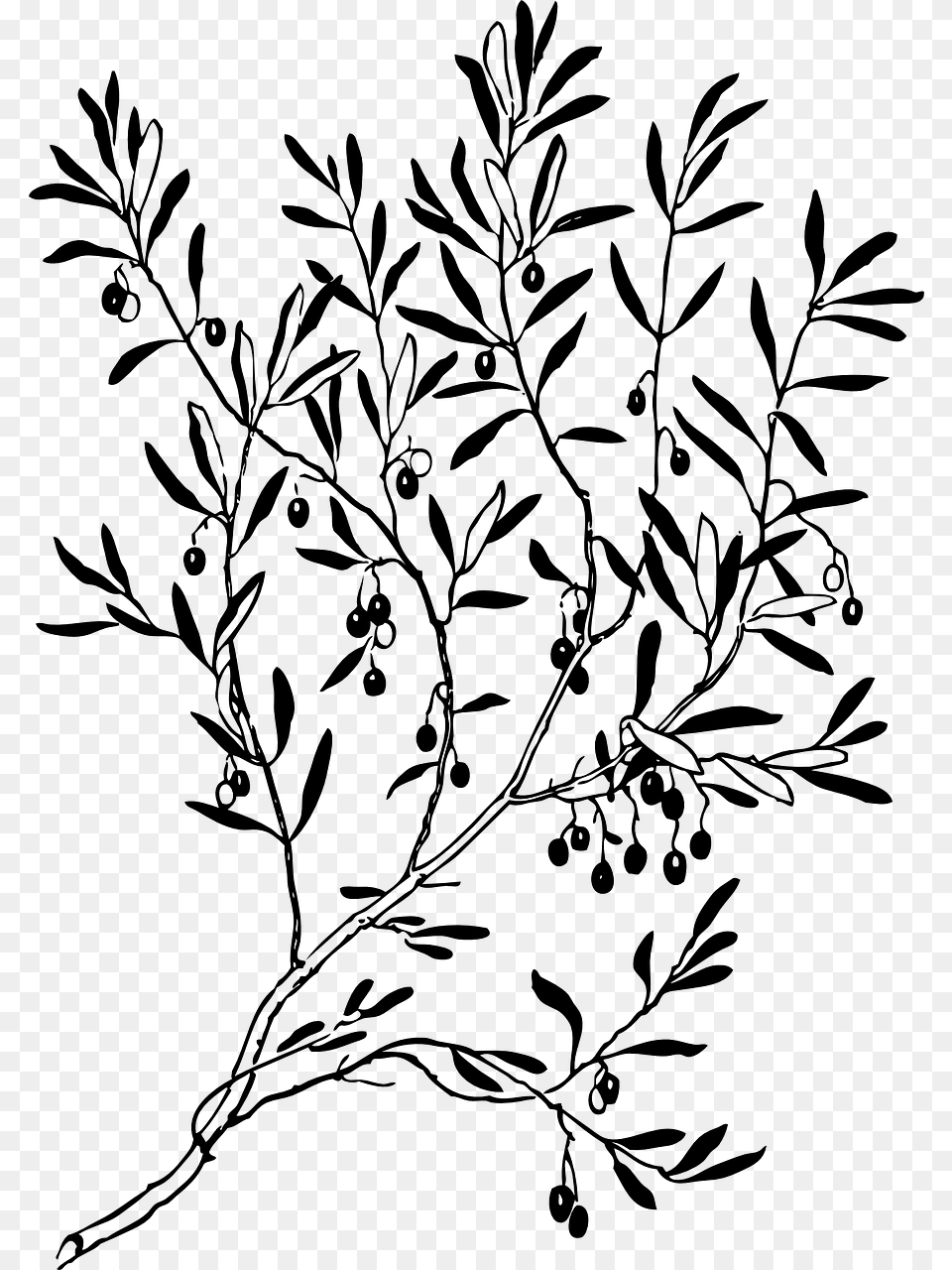 Branches Leaves Plant Tree Image Ancient Roman Olive Branch, Gray Png