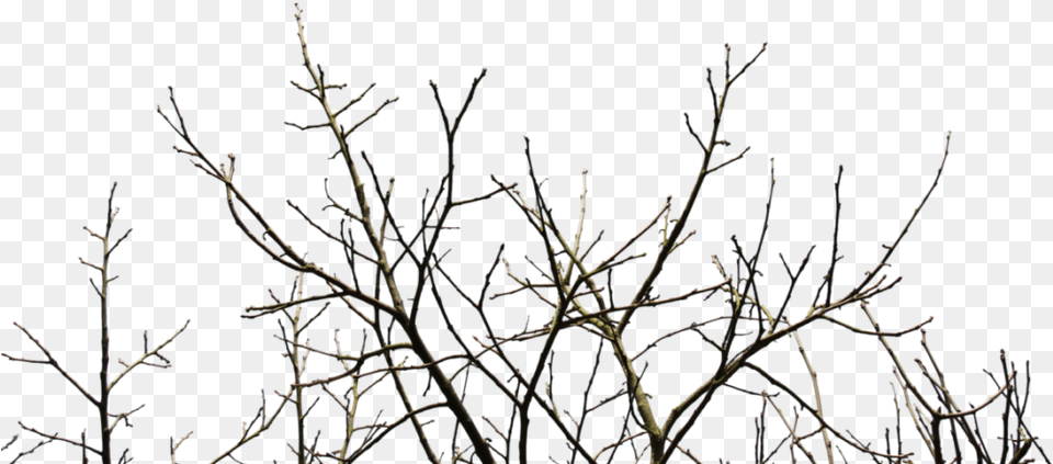 Branches Of A Tree, Frost, Ice, Nature, Outdoors Free Png Download