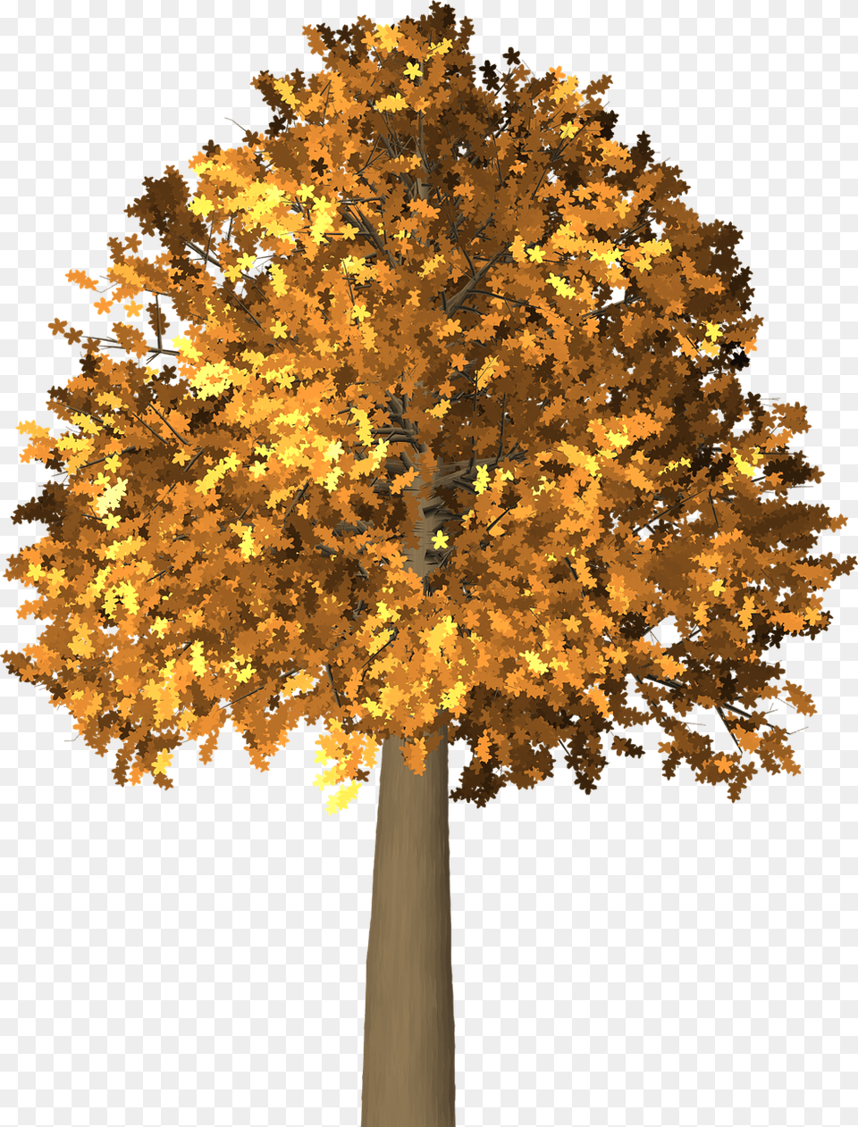 Branches Of Trees Forest Arboles En En, Leaf, Maple, Plant, Tree Png