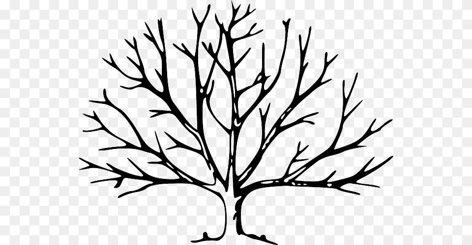 Branches Plant Tree Vegetation Winter Tree With No Leaves, Art, Leaf, Drawing Free Png Download