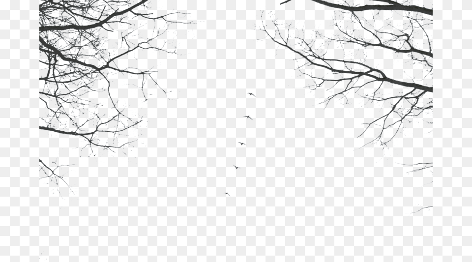 Branches Precut By Black Cat16 Stock D6mxs9n Cherry Blossom, Weather, Outdoors, Ice, Night Free Transparent Png