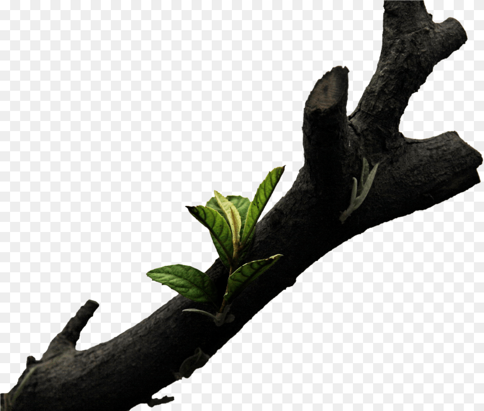 Branches Wood Tree Wallpaper Branch File Hd Clipart Tree Branch, Acanthaceae, Bud, Flower, Leaf Free Png Download