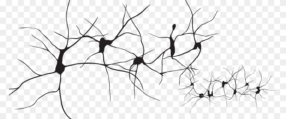 Branchline And Whiteorganismplant Plant Neurons, Accessories, Pattern, Art, Nature Free Transparent Png