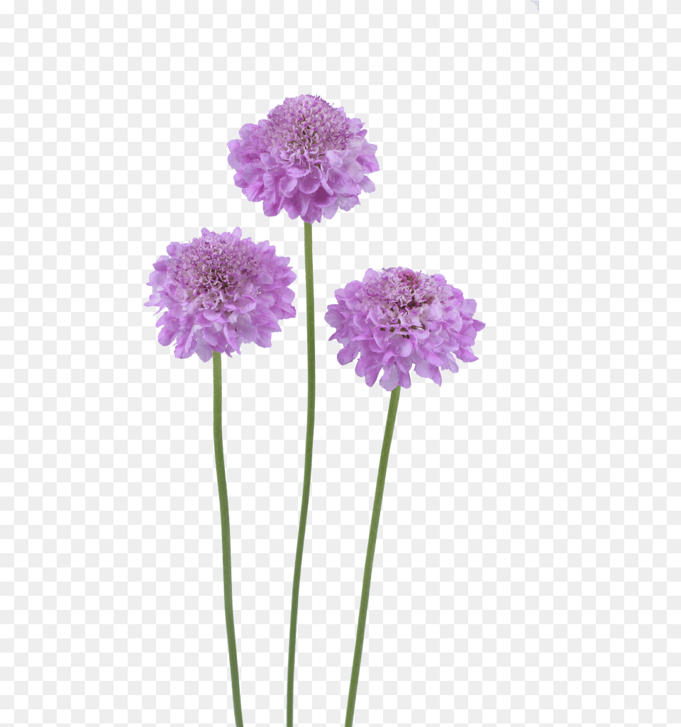 Brand New 19 Ageratum Aguilera Purple Pincushion Flower, Dahlia, Plant, Petal, Carnation Free Png