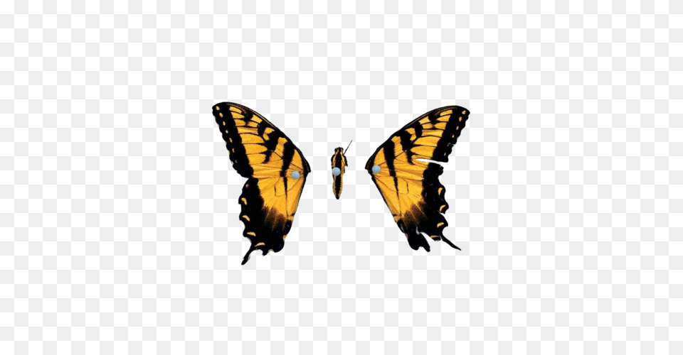 Brand New Eyes Tumblr On We Heart It, Animal, Butterfly, Insect, Invertebrate Free Png