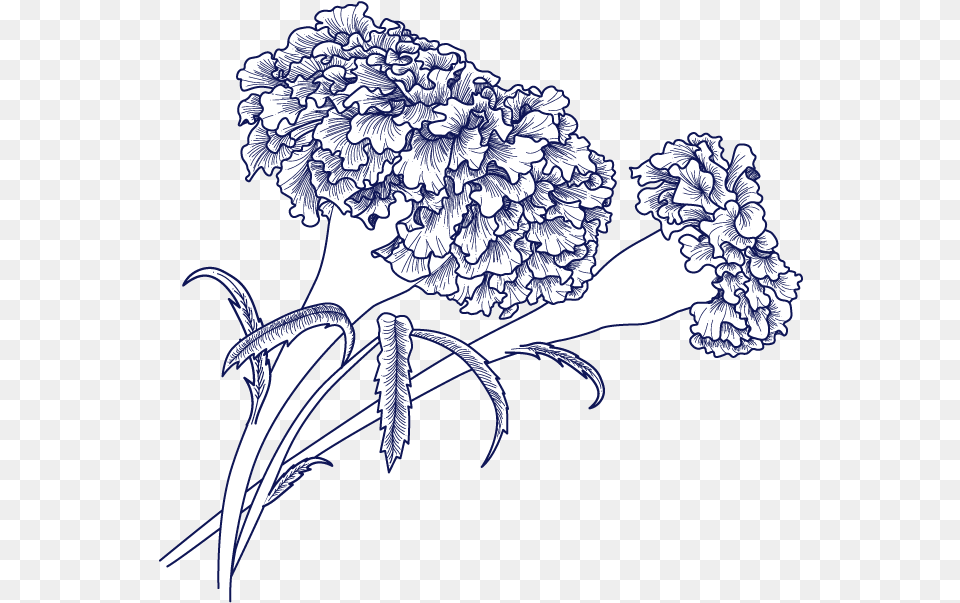 Branding And Corporate Communications Paul U0026 Marigold Line Art, Carnation, Flower, Plant, Drawing Png Image