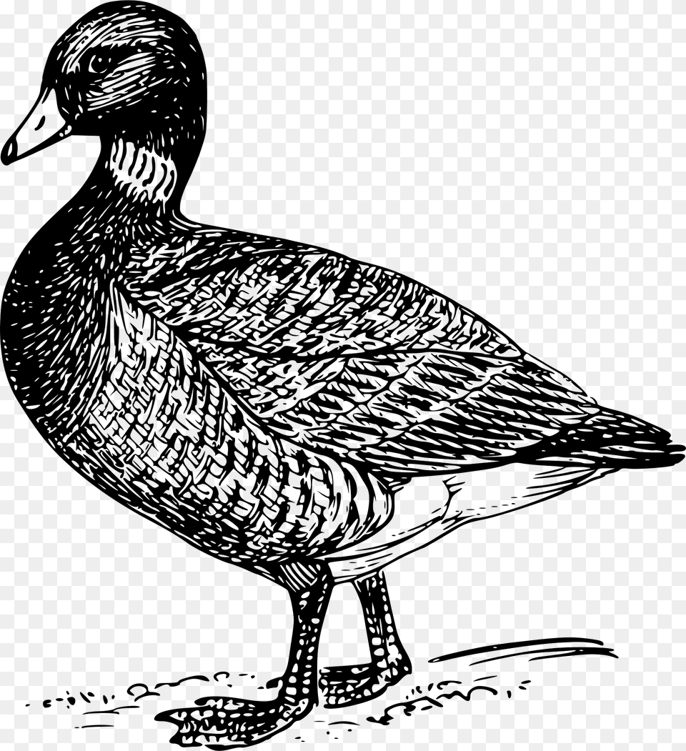Brant Clipart, Animal, Anseriformes, Bird, Waterfowl Free Png Download