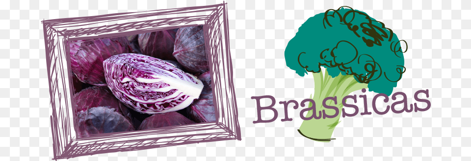 Brassicas 2 Broccoli, Food, Produce, Leafy Green Vegetable, Plant Png