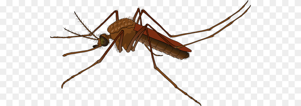Brazil Animal, Insect, Invertebrate, Mosquito Png Image