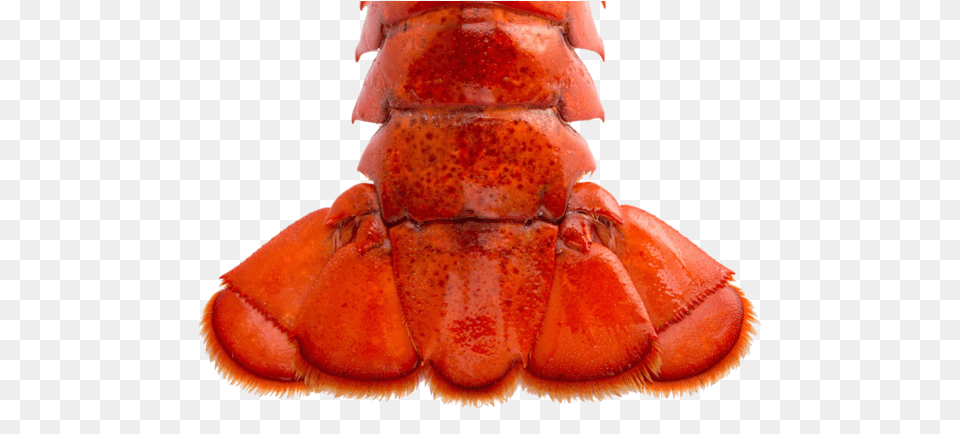 Brazil Lobster Tail Transparent Lobster Tail, Animal, Food, Invertebrate, Sea Life Png