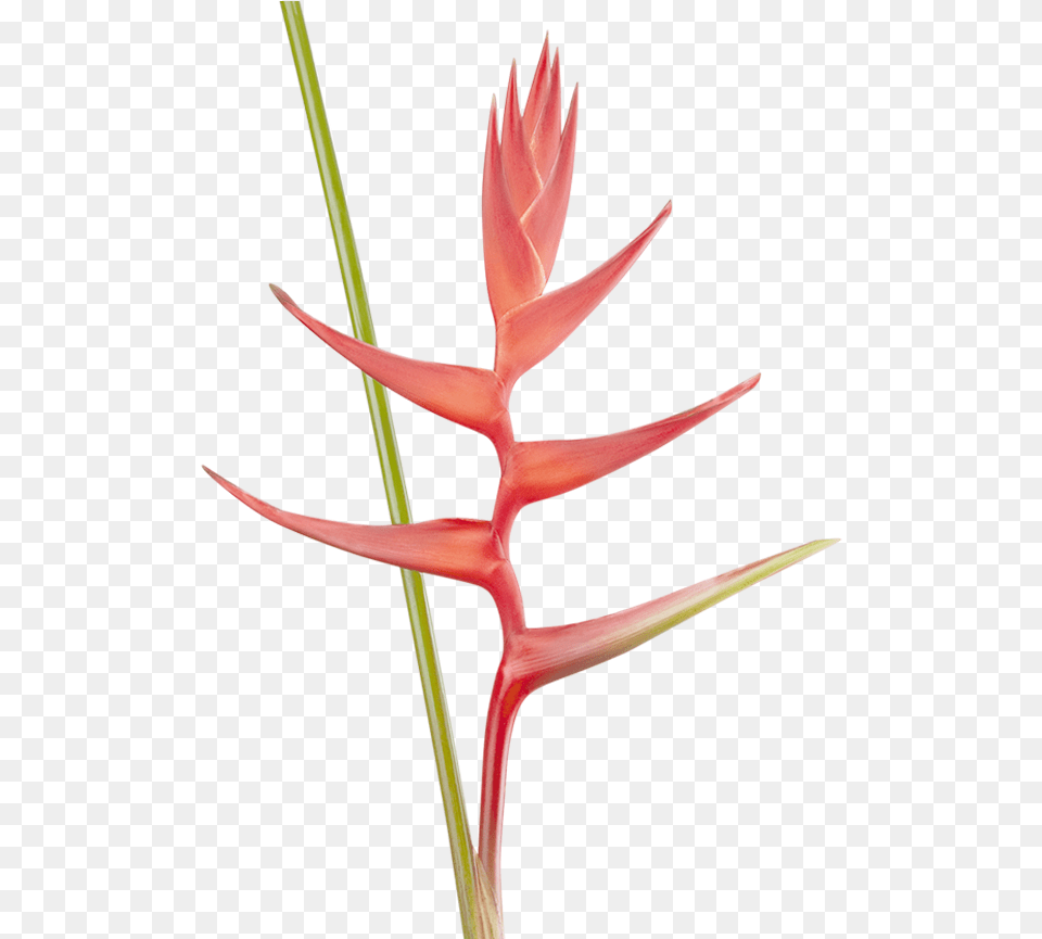 Brazilian Bomber Heliconia Caribaea X Bihai Familia Lobster Claws, Flower, Plant, Petal Free Transparent Png