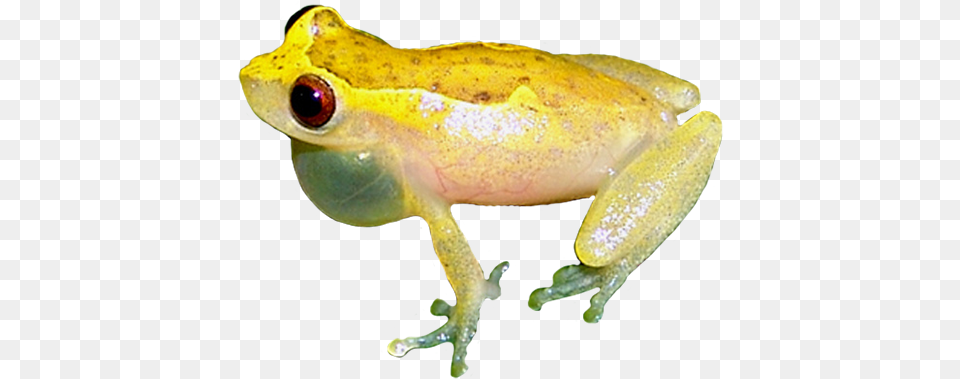 Brazilian Coastal Tree Frog Picture Brazilian Tree Frog, Amphibian, Animal, Wildlife, Tree Frog Free Png