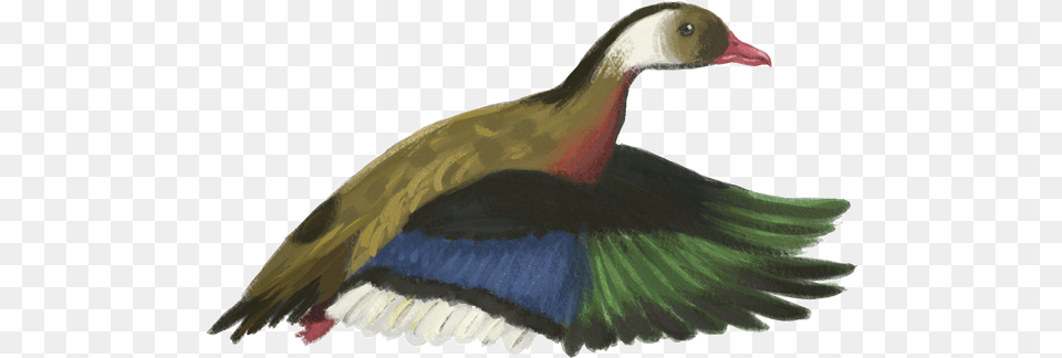 Brazilian Duck Mallard, Animal, Anseriformes, Bird, Waterfowl Free Transparent Png