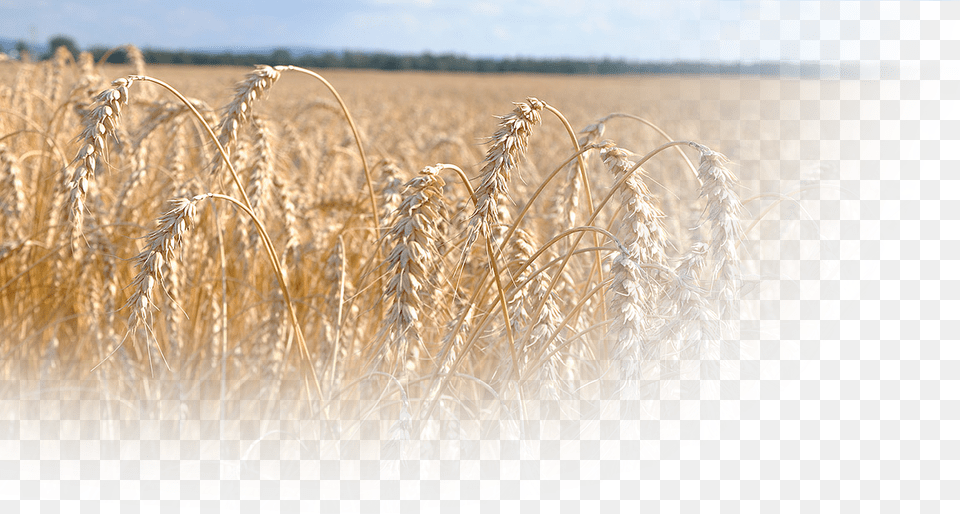Bread Wheat Phragmites, Agriculture, Outdoors, Nature, Field Png