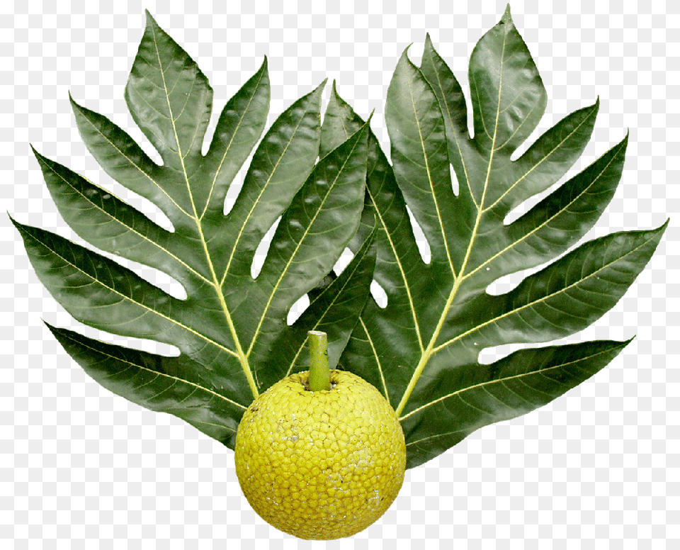 Breadfruit And Leaves, Food, Fruit, Leaf, Plant Free Png Download