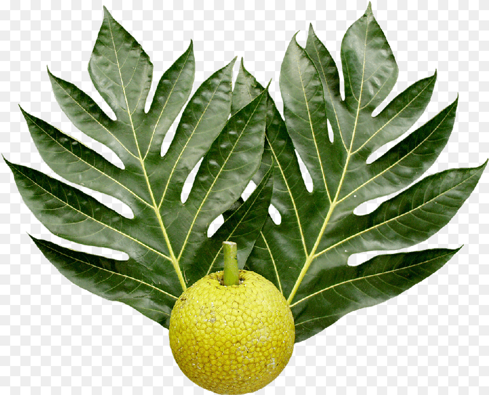 Breadfruit And Leaves Transparent Stickpng Breadfruit Tree, Food, Fruit, Leaf, Plant Png Image