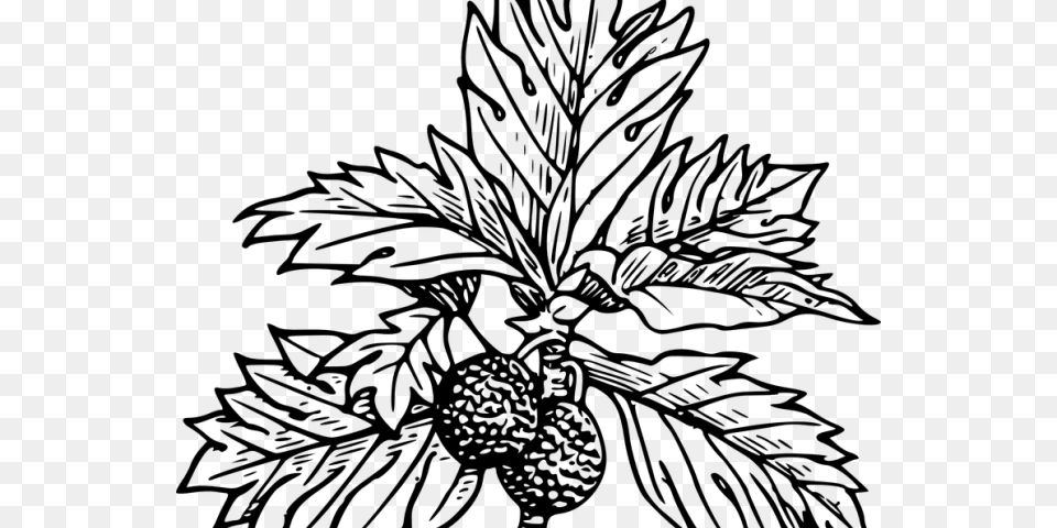 Breadfruit Clipart, Gray Free Png