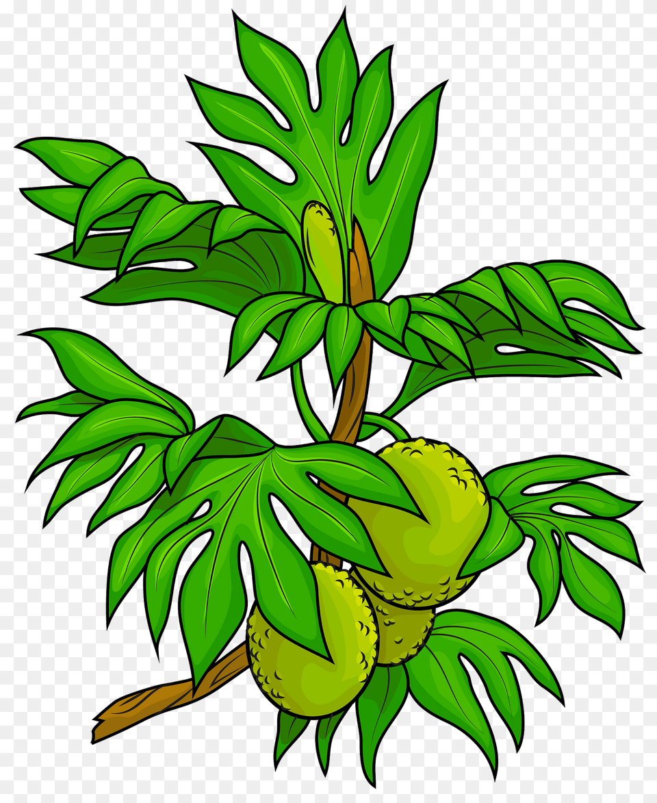 Breadfruit Tree Clipart, Green, Plant, Leaf, Vegetation Free Transparent Png