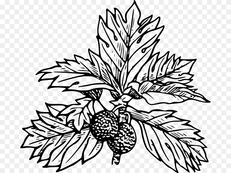 Breadfruit Tree Leaves Black And White Fruit Draw A Breadfruit Tree, Gray Png Image
