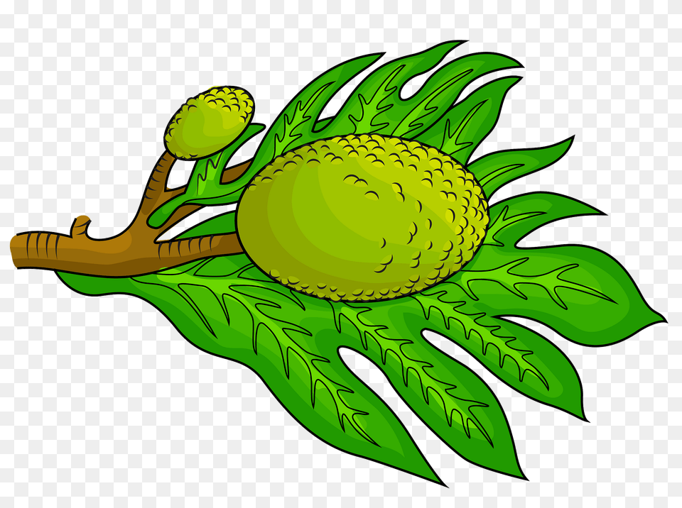 Breadfruit With A Leaf Clipart, Green, Vegetable, Produce, Plant Free Png Download