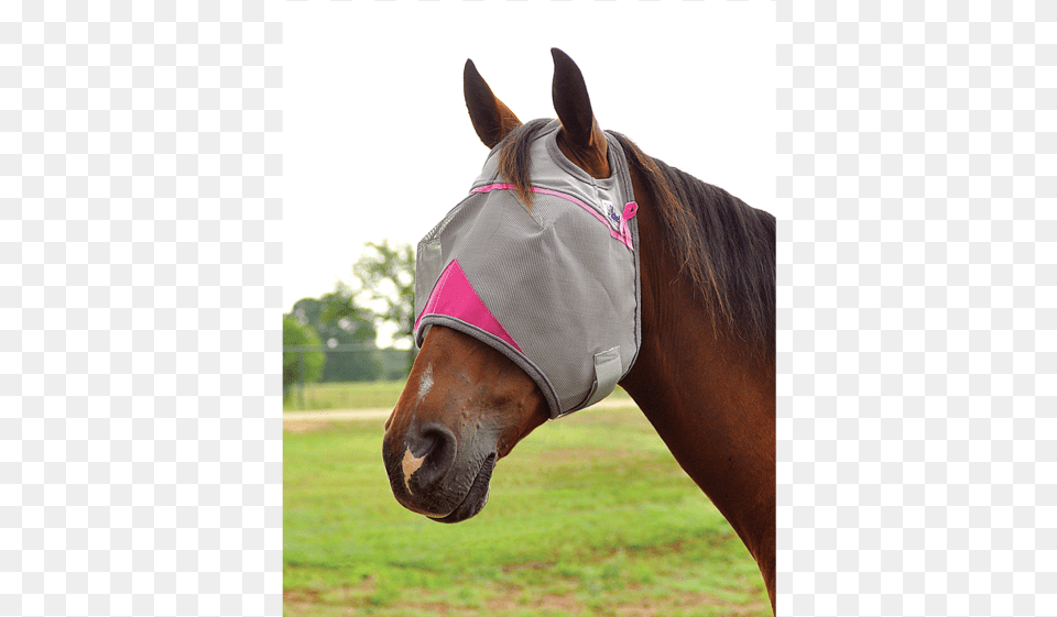 Breast Cancer Research Crusader Fly Maskhay River Fly Mask, Animal, Horse, Mammal, Colt Horse Free Png Download