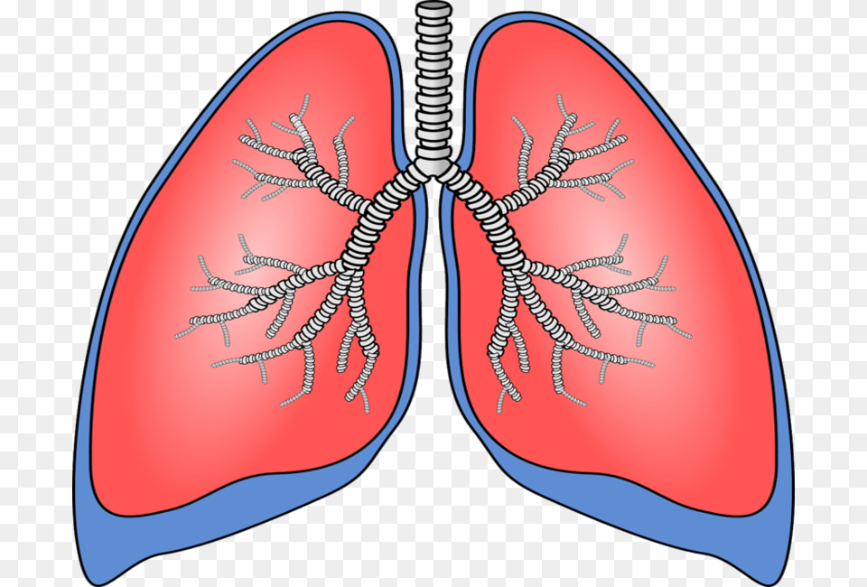 Breath Diagnostics And Mayo Clinic Partner On New Lung Lung Clipart, Face, Head, Person, Clothing Free Transparent Png