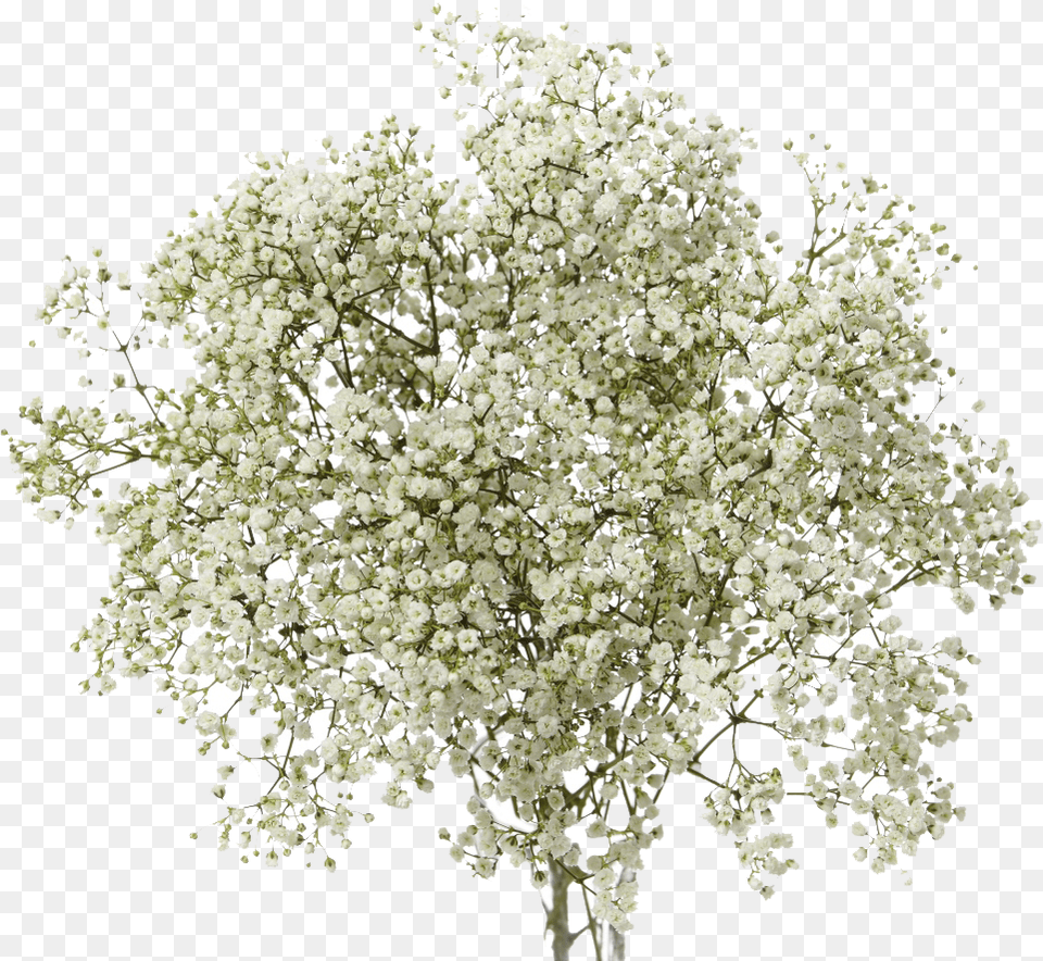 Breath Images Collection For Free Download Flowers Transparent, Flower, Plant, Tree, Apiaceae Png Image