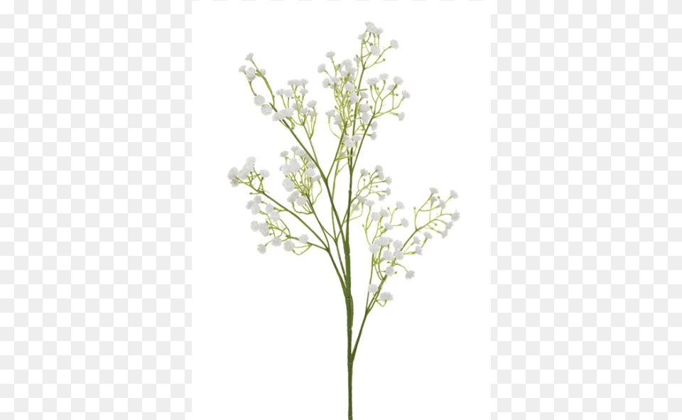 Breath Single Stem, Flower, Plant, Flower Arrangement, Art Png