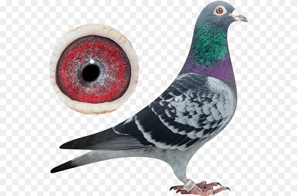 Bred From Top Performing Parents Rock Dove, Animal, Bird, Pigeon Free Png Download