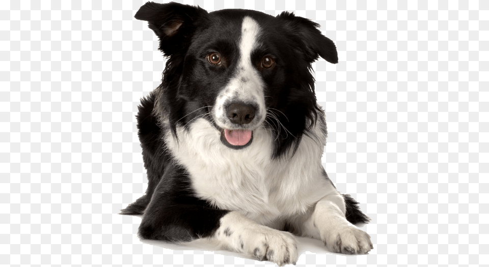 Breed Border Collie Old Border Collie Mix, Animal, Canine, Dog, Mammal Free Png Download