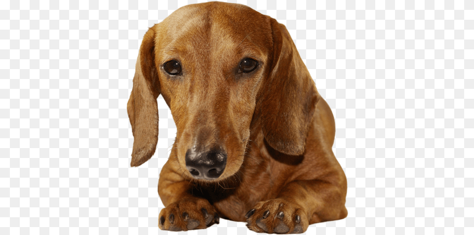 Breed Dogs V Dachshund, Animal, Canine, Dog, Hound Free Png Download