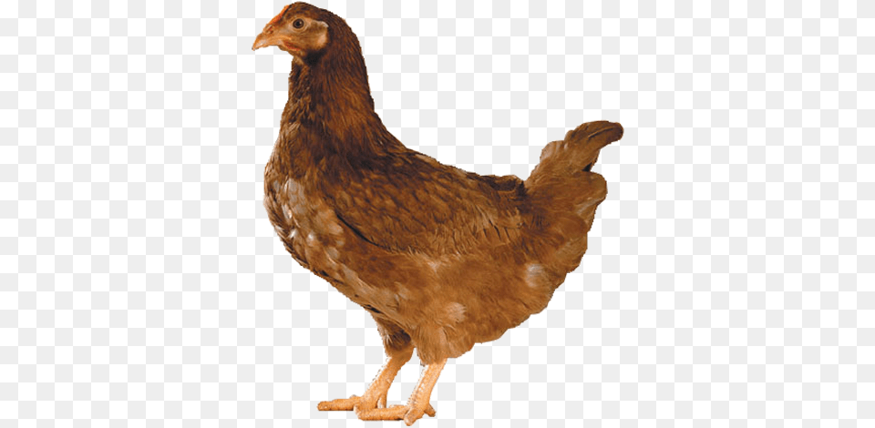 Breeder Hen Poule Fond Blanc, Animal, Bird, Chicken, Fowl Png Image