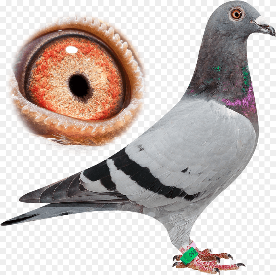 Breeder Pigeon Van Der Kruk, Animal, Bird, Dove Png
