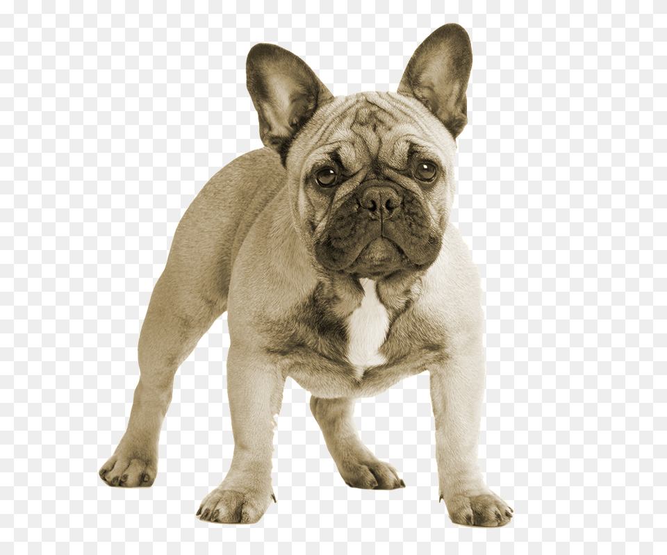 Breedfrench Bulldogcompanion Dognon Sporting Groupold Transparent Background French Bulldog, Animal, Canine, Dog, French Bulldog Free Png Download